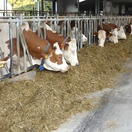 Bauernhof Nissl Farm stay Neunburg vorm Wald