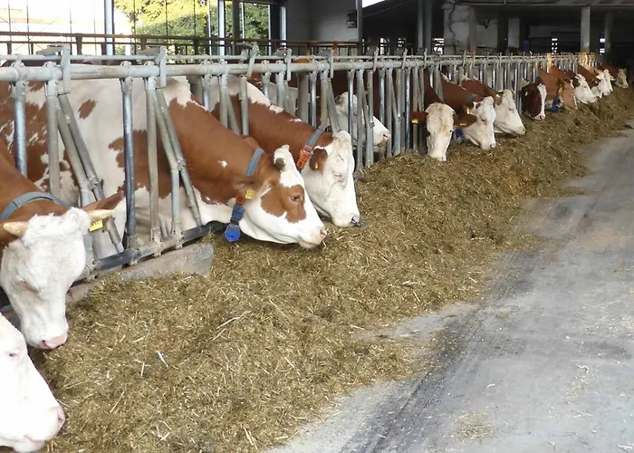 Bauernhof Nissl Vakantieboerderij Neunburg vorm Wald